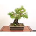 online bonsai plants to japan