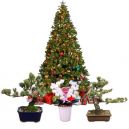 send christmas tree and plant to japan