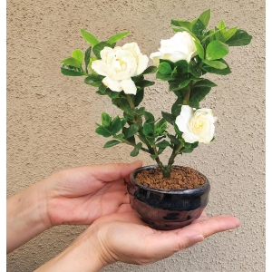 Buy Plants from Japan - Gardenia Bonsai