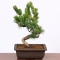 Online Plant Shop Japan - Pine Pot